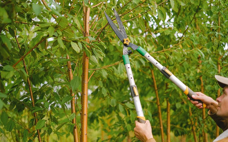 Tree trimming in Hardin, MT
